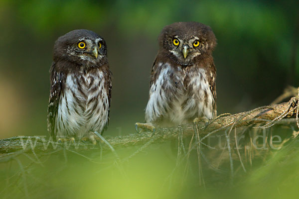 Sperlingskauz (Glaucidium passerinum)