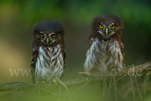 Sperlingskauz (Glaucidium passerinum)