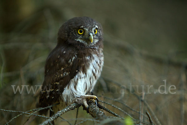 Sperlingskauz (Glaucidium passerinum)