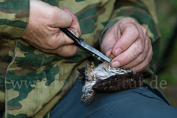 Sperlingskauz (Glaucidium passerinum)