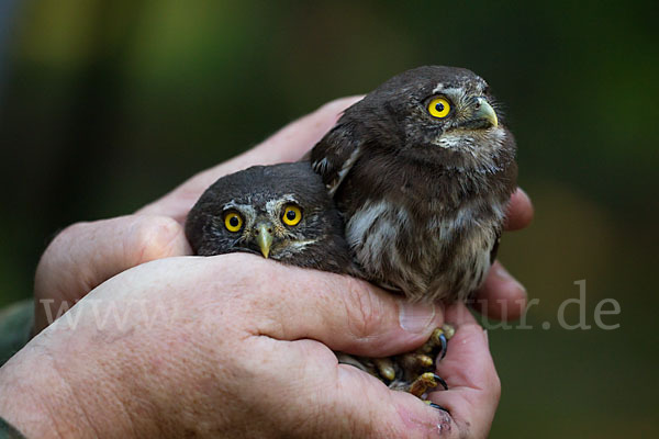 Sperlingskauz (Glaucidium passerinum)