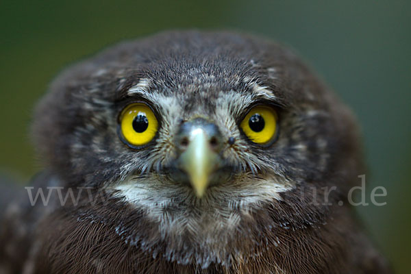 Sperlingskauz (Glaucidium passerinum)