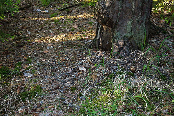 Sperlingskauz (Glaucidium passerinum)