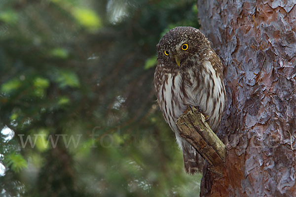 Sperlingskauz (Glaucidium passerinum)