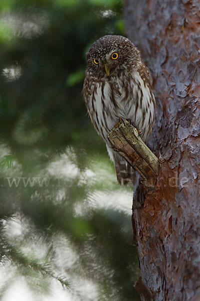 Sperlingskauz (Glaucidium passerinum)