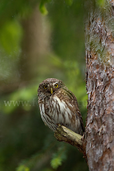 Sperlingskauz (Glaucidium passerinum)