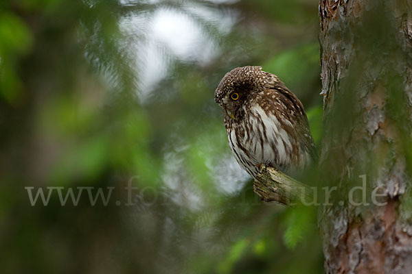 Sperlingskauz (Glaucidium passerinum)