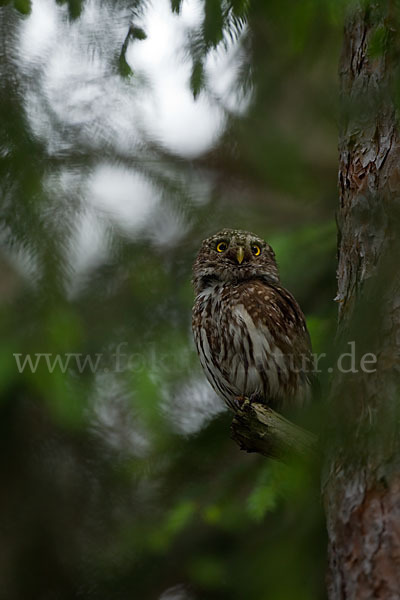 Sperlingskauz (Glaucidium passerinum)