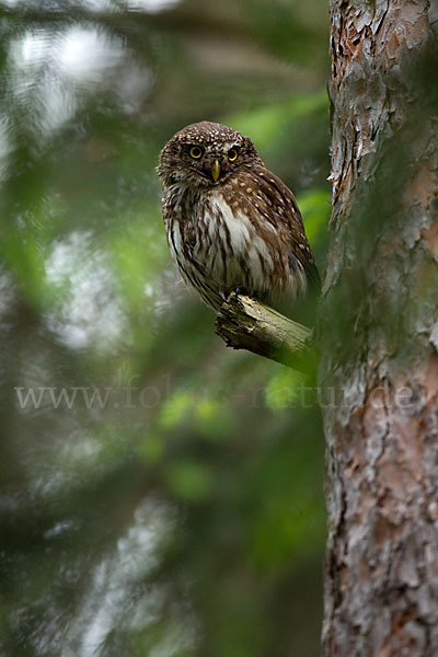 Sperlingskauz (Glaucidium passerinum)