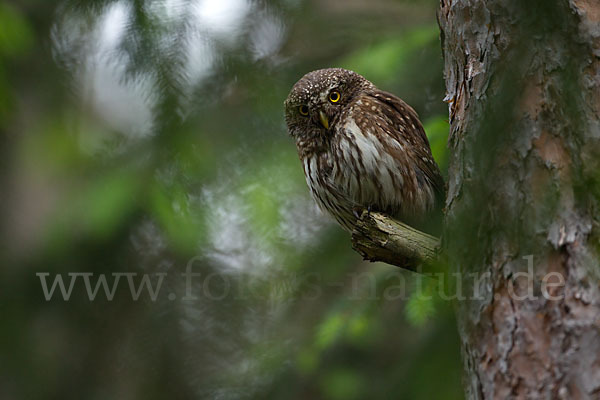 Sperlingskauz (Glaucidium passerinum)