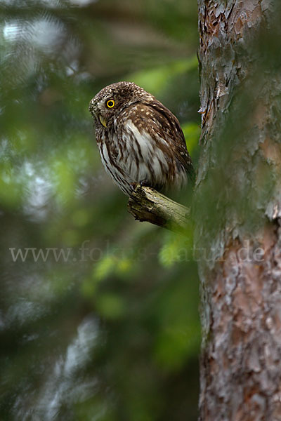 Sperlingskauz (Glaucidium passerinum)