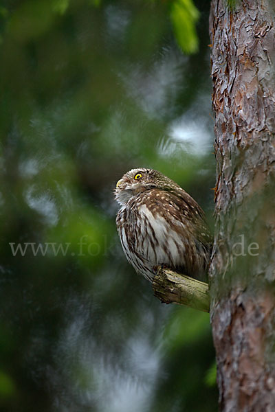 Sperlingskauz (Glaucidium passerinum)