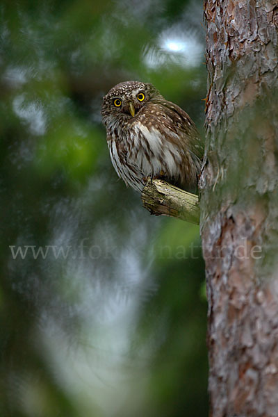 Sperlingskauz (Glaucidium passerinum)