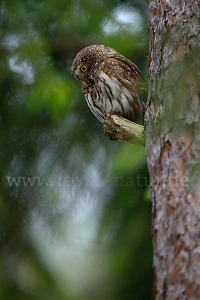 Sperlingskauz (Glaucidium passerinum)