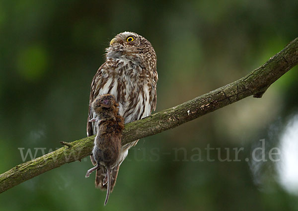 Sperlingskauz (Glaucidium passerinum)