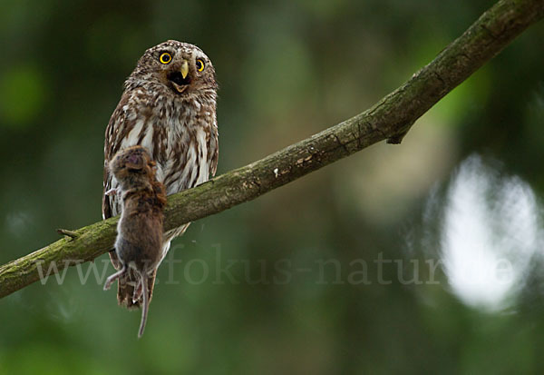 Sperlingskauz (Glaucidium passerinum)