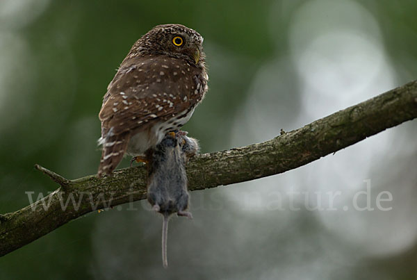 Sperlingskauz (Glaucidium passerinum)