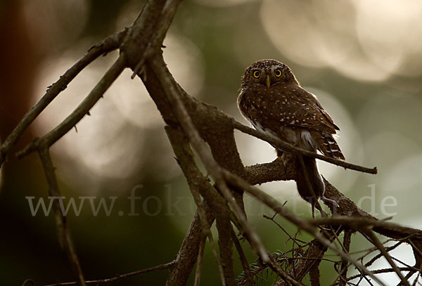 Sperlingskauz (Glaucidium passerinum)