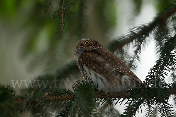 Sperlingskauz (Glaucidium passerinum)