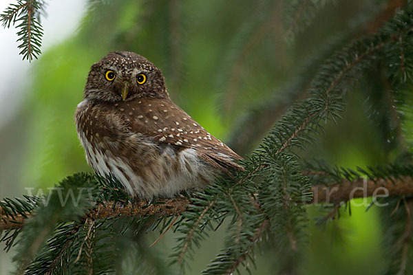 Sperlingskauz (Glaucidium passerinum)