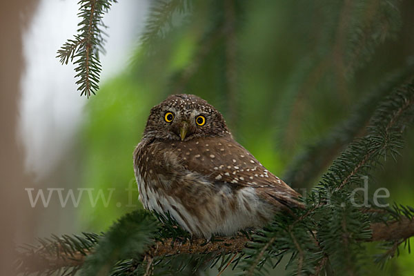 Sperlingskauz (Glaucidium passerinum)