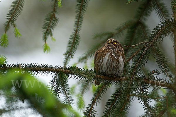 Sperlingskauz (Glaucidium passerinum)