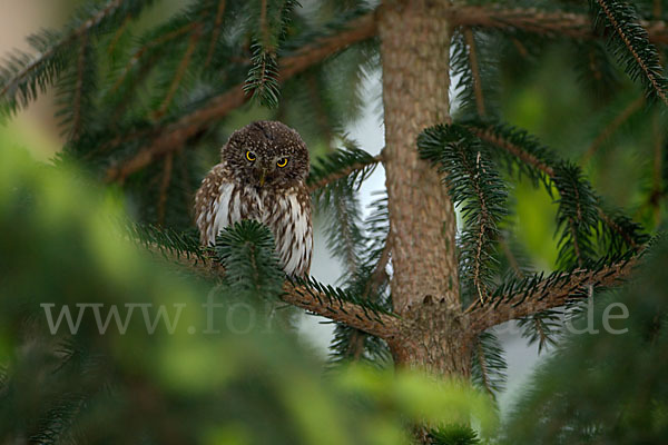 Sperlingskauz (Glaucidium passerinum)