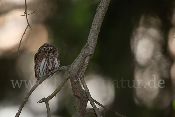 Sperlingskauz (Glaucidium passerinum)