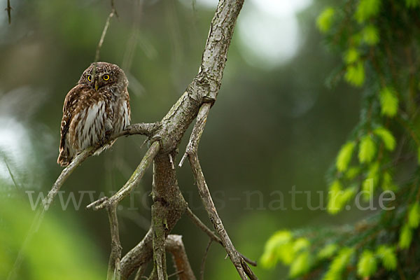 Sperlingskauz (Glaucidium passerinum)