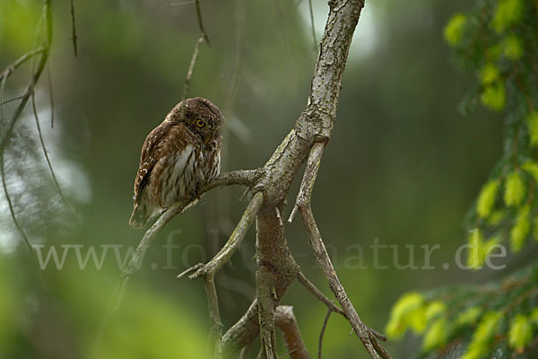 Sperlingskauz (Glaucidium passerinum)