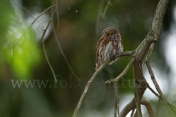 Sperlingskauz (Glaucidium passerinum)