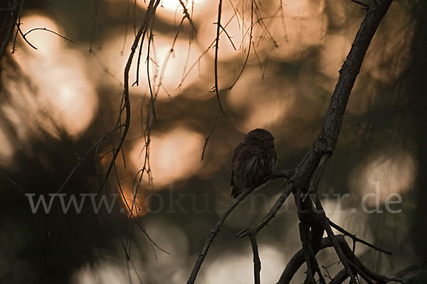 Sperlingskauz (Glaucidium passerinum)