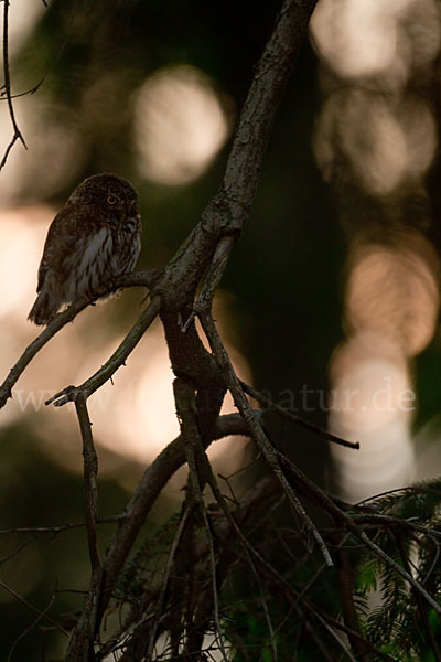 Sperlingskauz (Glaucidium passerinum)