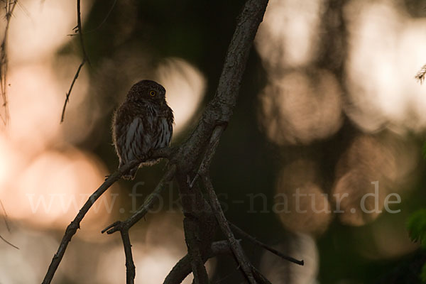 Sperlingskauz (Glaucidium passerinum)