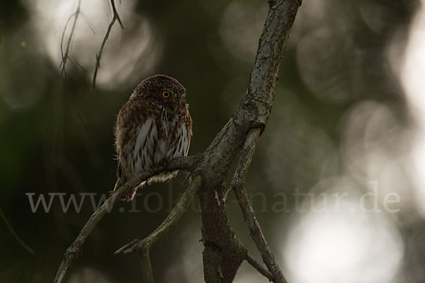 Sperlingskauz (Glaucidium passerinum)