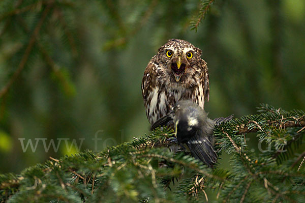 Sperlingskauz (Glaucidium passerinum)