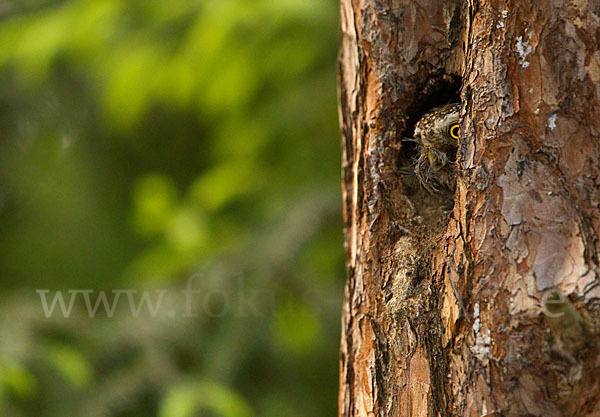 Sperlingskauz (Glaucidium passerinum)