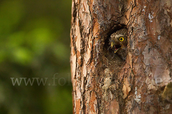 Sperlingskauz (Glaucidium passerinum)