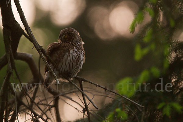 Sperlingskauz (Glaucidium passerinum)