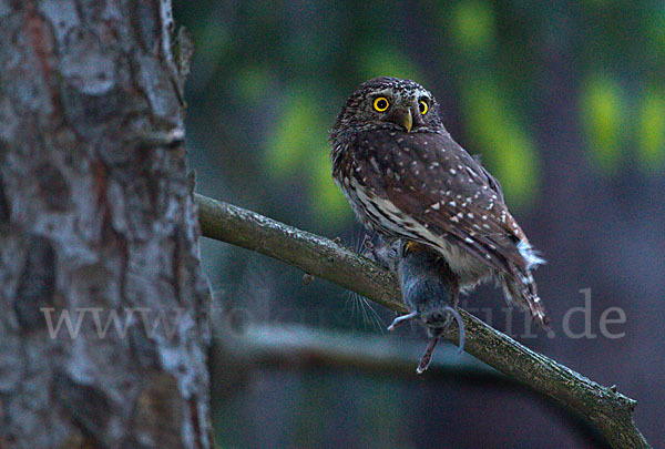 Sperlingskauz (Glaucidium passerinum)