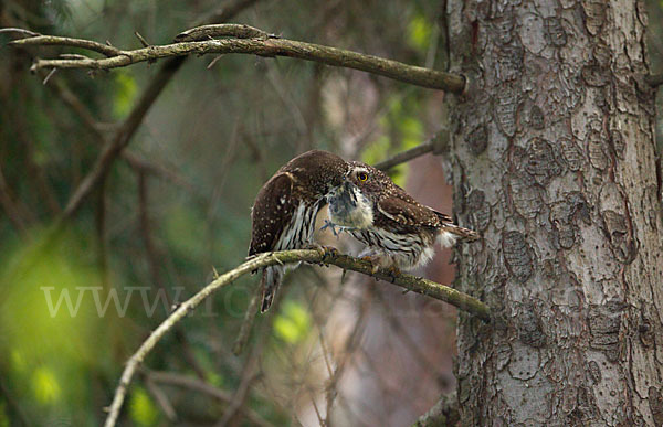 Sperlingskauz (Glaucidium passerinum)