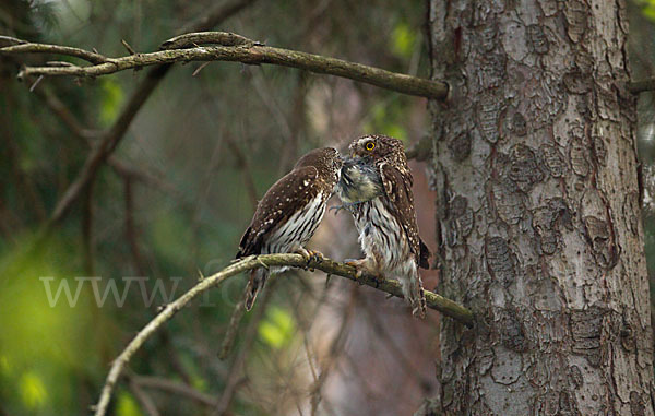 Sperlingskauz (Glaucidium passerinum)