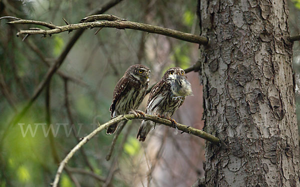 Sperlingskauz (Glaucidium passerinum)