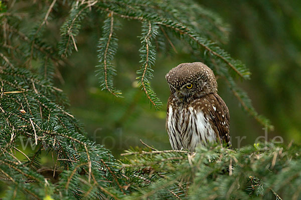 Sperlingskauz (Glaucidium passerinum)