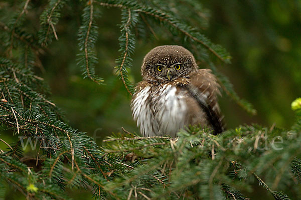 Sperlingskauz (Glaucidium passerinum)