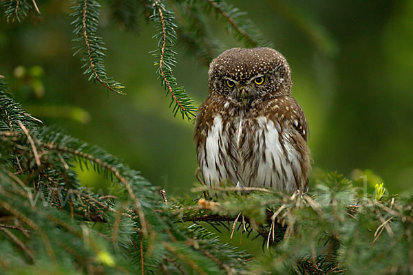 Sperlingskauz (Glaucidium passerinum)