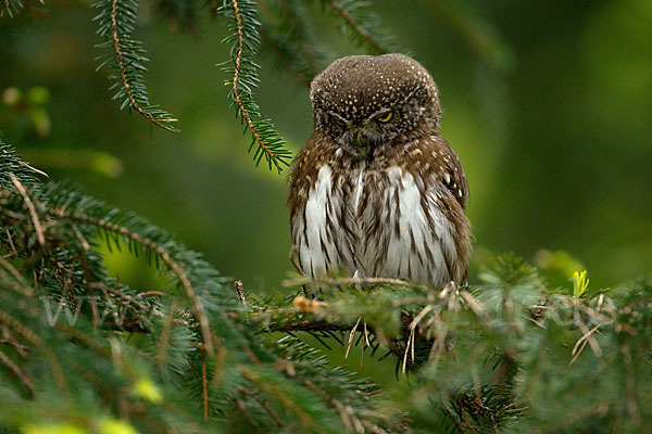 Sperlingskauz (Glaucidium passerinum)