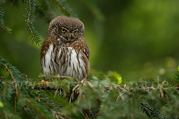 Sperlingskauz (Glaucidium passerinum)