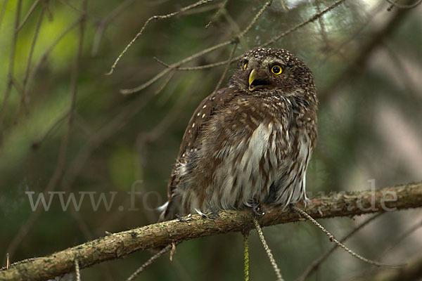 Sperlingskauz (Glaucidium passerinum)