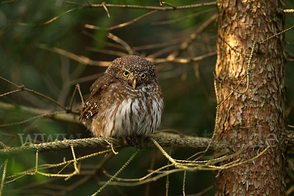 Sperlingskauz (Glaucidium passerinum)